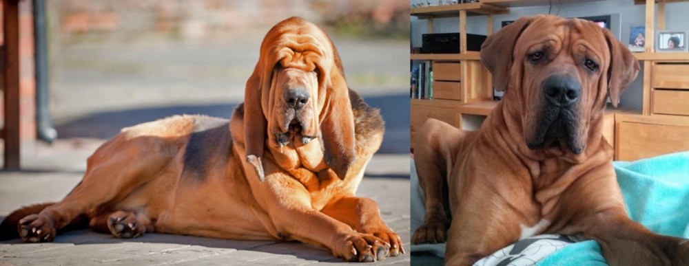 Tosa vs Bloodhound - Breed Comparison