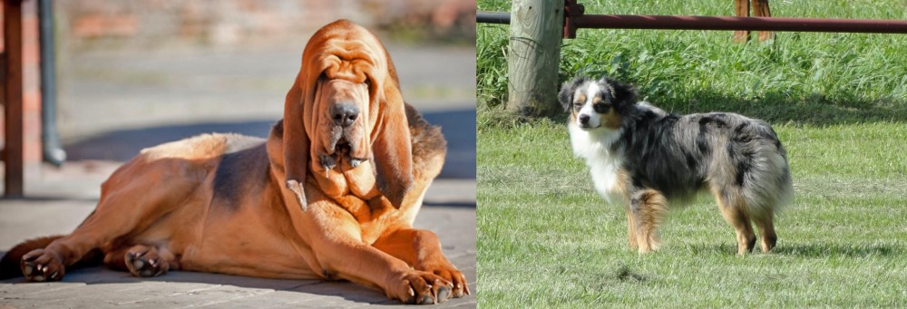 Toy Australian Shepherd vs Bloodhound - Breed Comparison