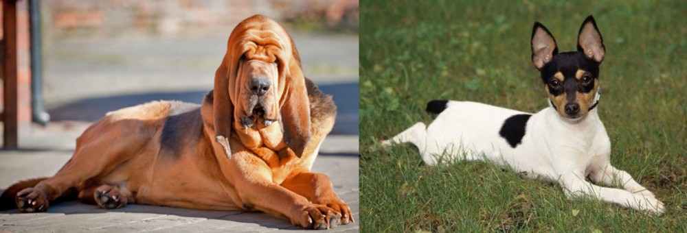 Toy Fox Terrier vs Bloodhound - Breed Comparison