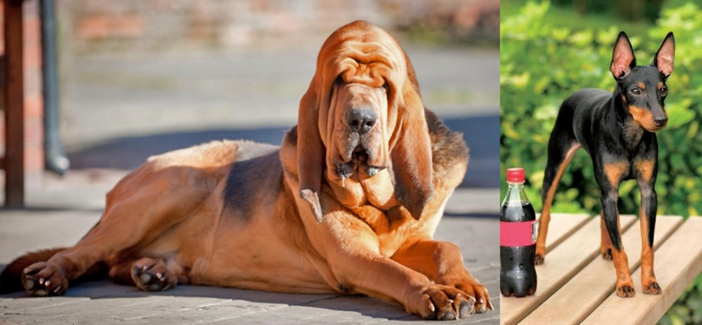 Toy Manchester Terrier vs Bloodhound - Breed Comparison