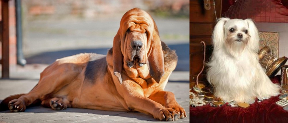 Toy Mi-Ki vs Bloodhound - Breed Comparison