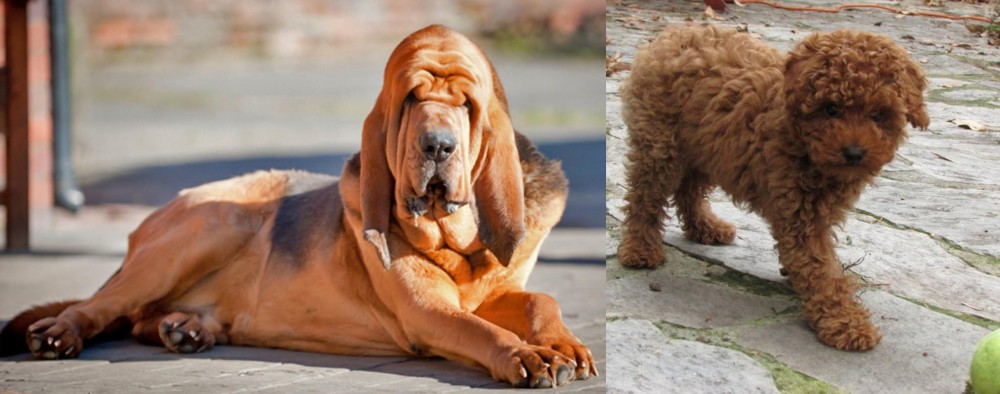 Toy Poodle vs Bloodhound - Breed Comparison