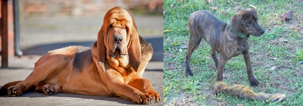 Treeing Cur vs Bloodhound - Breed Comparison
