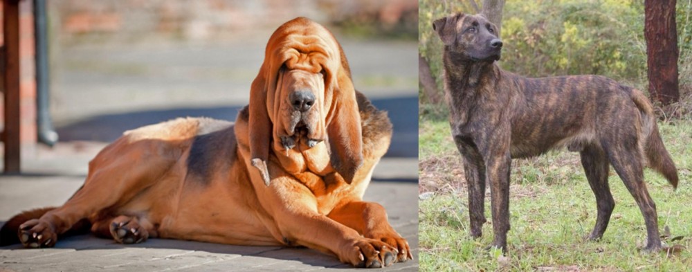 Treeing Tennessee Brindle vs Bloodhound - Breed Comparison