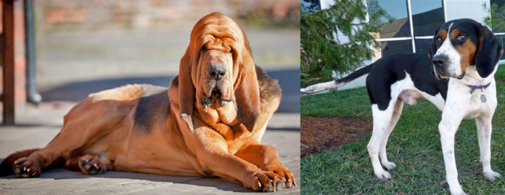 Treeing Walker Coonhound vs Bloodhound - Breed Comparison