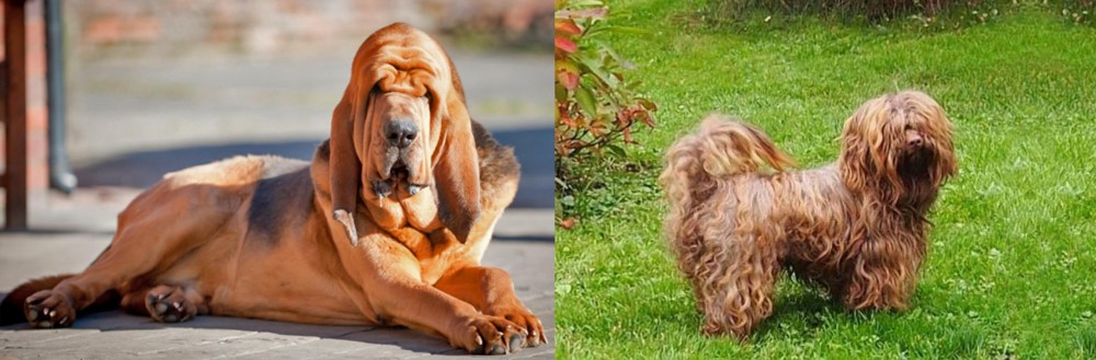 Tsvetnaya Bolonka vs Bloodhound - Breed Comparison