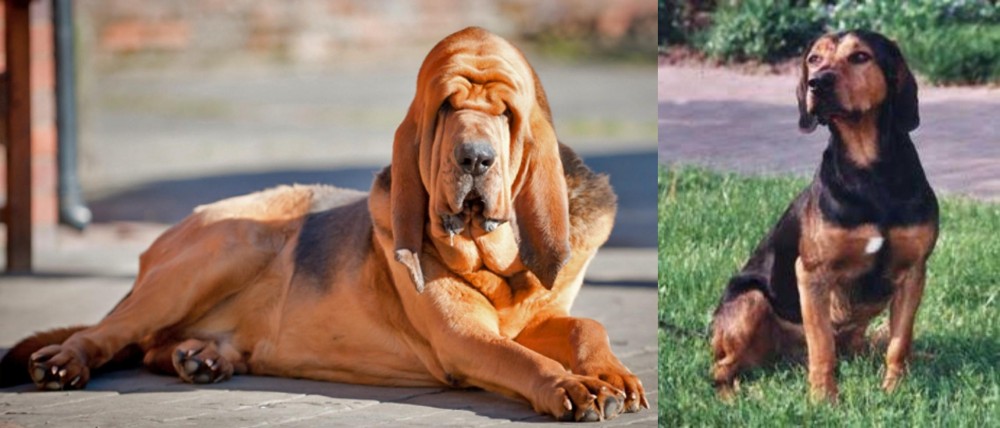Tyrolean Hound vs Bloodhound - Breed Comparison