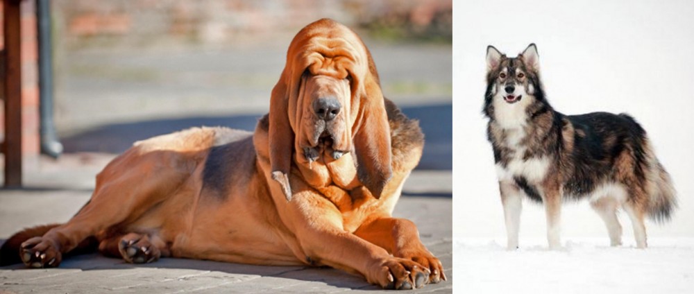 Utonagan vs Bloodhound - Breed Comparison