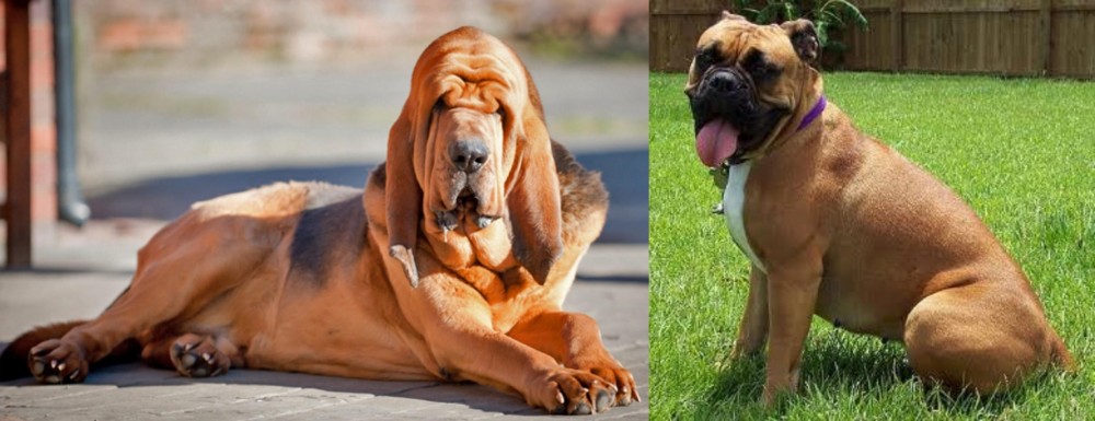 Valley Bulldog vs Bloodhound - Breed Comparison