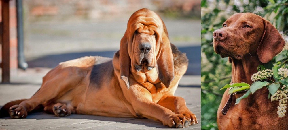 Vizsla vs Bloodhound - Breed Comparison