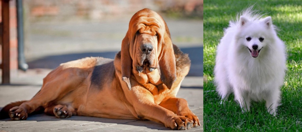 Volpino Italiano vs Bloodhound - Breed Comparison