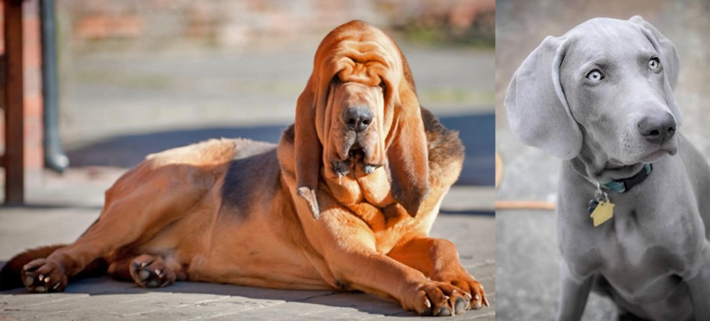 Weimaraner vs Bloodhound - Breed Comparison