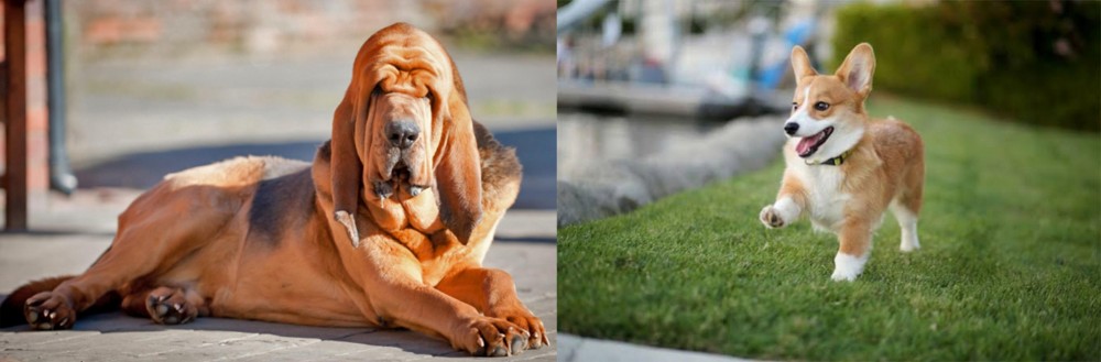 Welsh Corgi vs Bloodhound - Breed Comparison