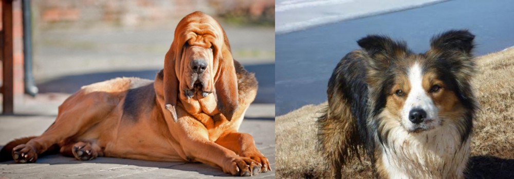Welsh Sheepdog vs Bloodhound - Breed Comparison
