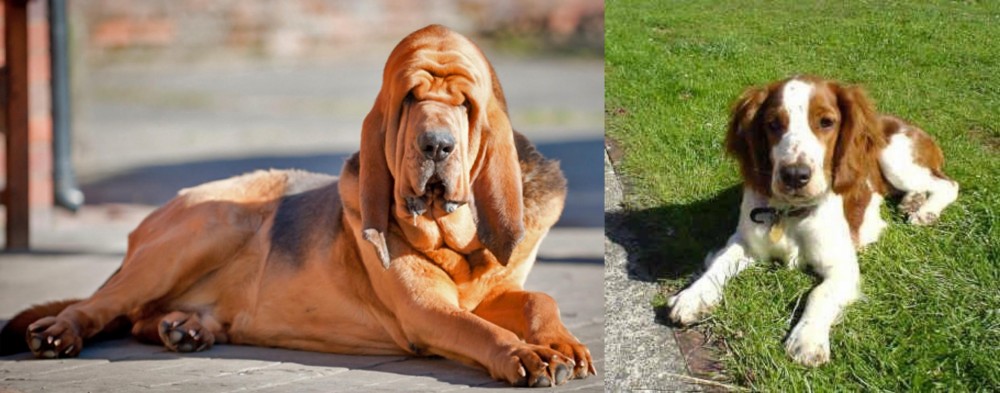 Welsh Springer Spaniel vs Bloodhound - Breed Comparison