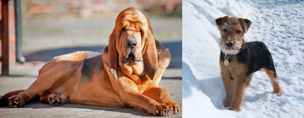 Welsh Terrier vs Bloodhound - Breed Comparison