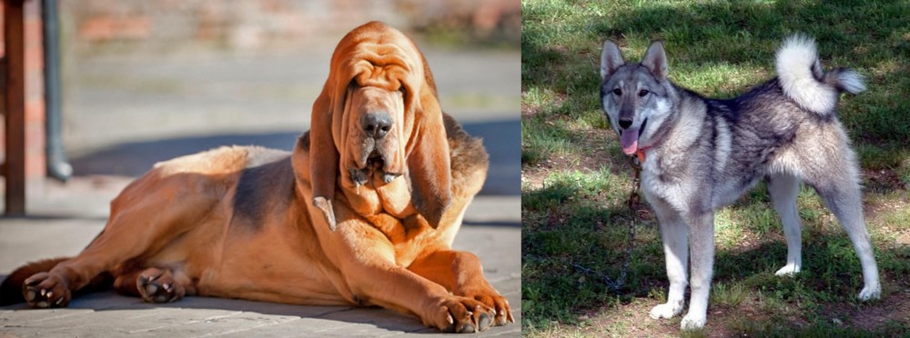 West Siberian Laika vs Bloodhound - Breed Comparison