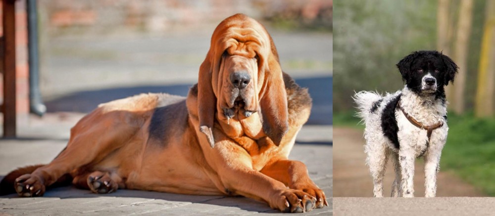 Wetterhoun vs Bloodhound - Breed Comparison