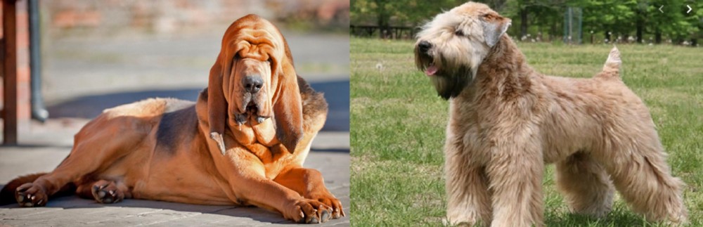 Wheaten Terrier vs Bloodhound - Breed Comparison