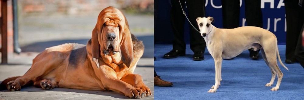 Whippet vs Bloodhound - Breed Comparison