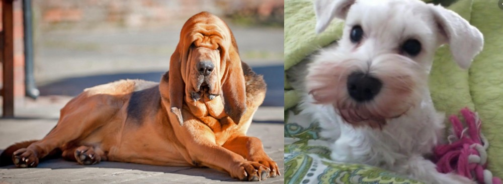 White Schnauzer vs Bloodhound - Breed Comparison