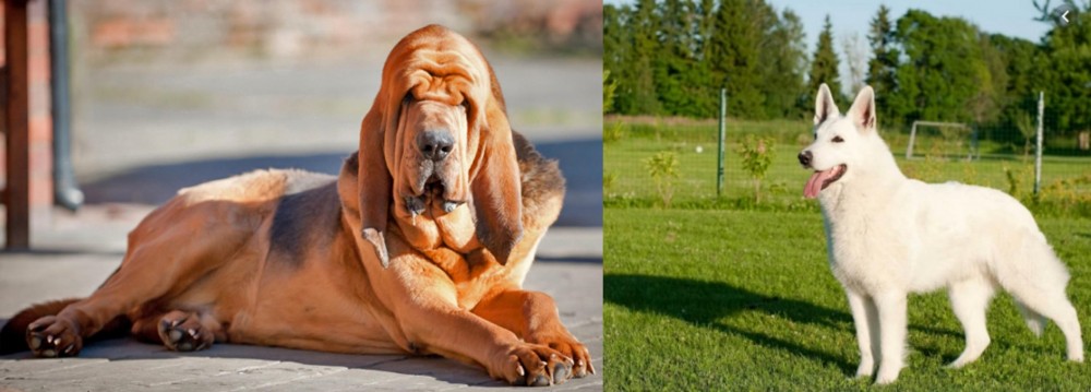 White Shepherd vs Bloodhound - Breed Comparison