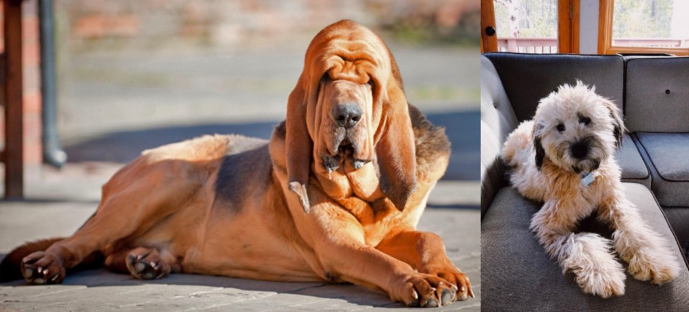 Whoodles vs Bloodhound - Breed Comparison