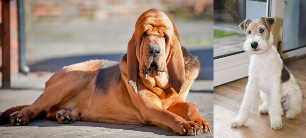 Wire Fox Terrier vs Bloodhound - Breed Comparison