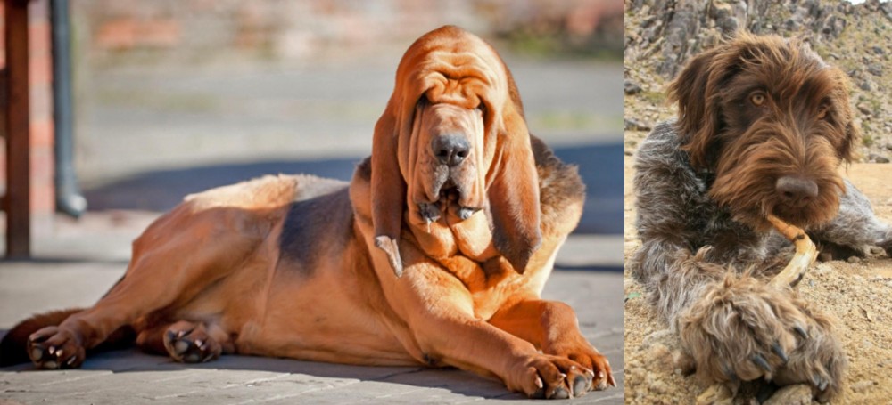 Wirehaired Pointing Griffon vs Bloodhound - Breed Comparison