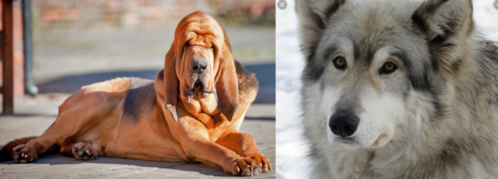 Wolfdog vs Bloodhound - Breed Comparison