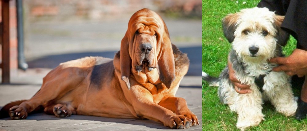 Yo-Chon vs Bloodhound - Breed Comparison