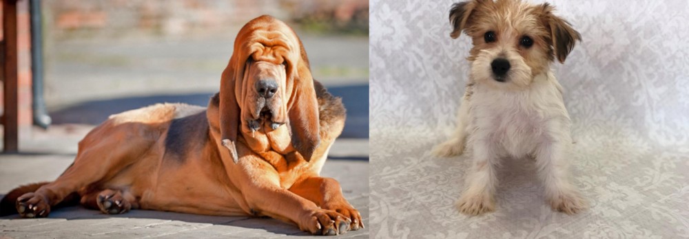 Yochon vs Bloodhound - Breed Comparison