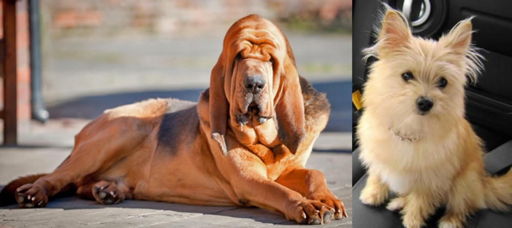 Yoranian vs Bloodhound - Breed Comparison