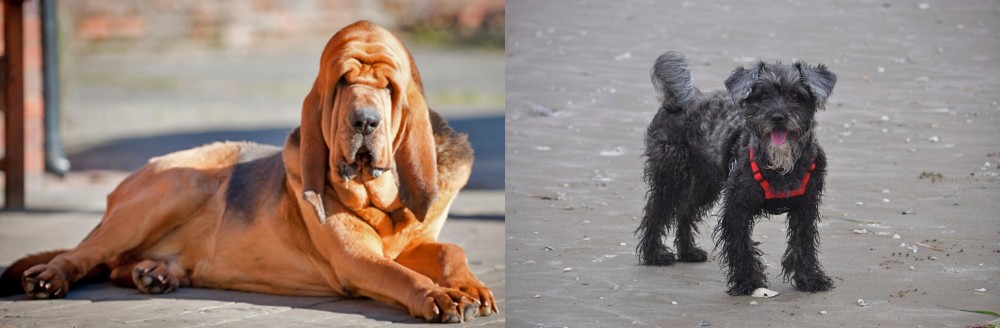 YorkiePoo vs Bloodhound - Breed Comparison