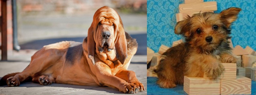 Yorkillon vs Bloodhound - Breed Comparison