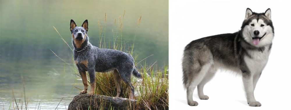 Alaskan Malamute vs Blue Healer - Breed Comparison