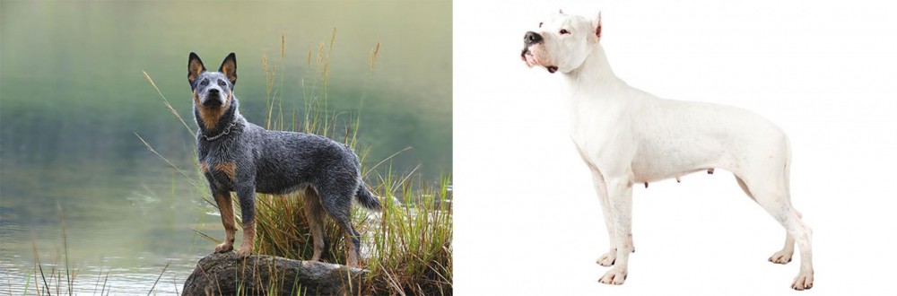 Argentine Dogo vs Blue Healer - Breed Comparison