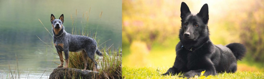 Black Norwegian Elkhound vs Blue Healer - Breed Comparison