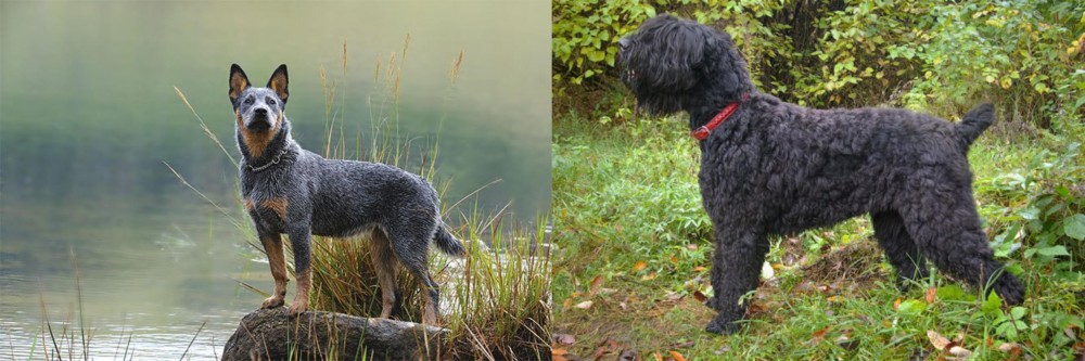 Black Russian Terrier vs Blue Healer - Breed Comparison