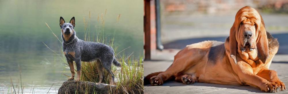 Bloodhound vs Blue Healer - Breed Comparison
