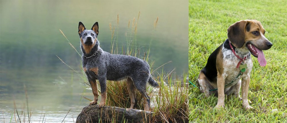 Bluetick Beagle vs Blue Healer - Breed Comparison