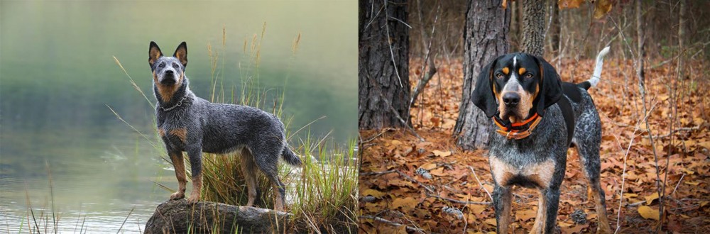 Bluetick Coonhound vs Blue Healer - Breed Comparison