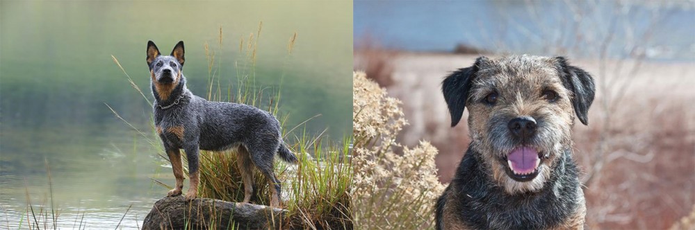 Border Terrier vs Blue Healer - Breed Comparison