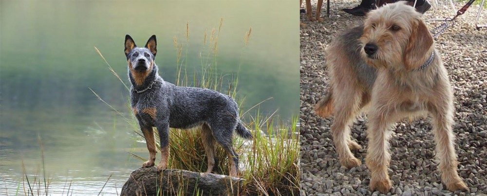 Bosnian Coarse-Haired Hound vs Blue Healer - Breed Comparison