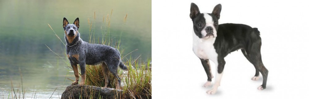Boston Terrier vs Blue Healer - Breed Comparison