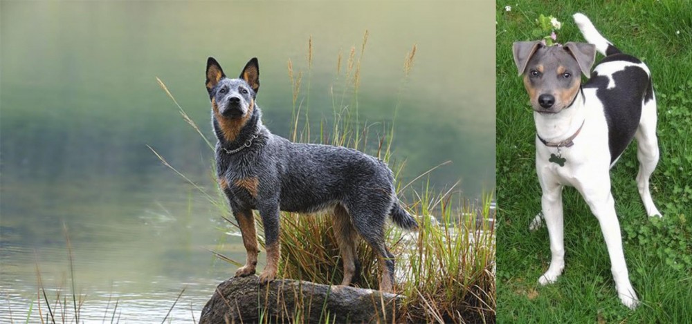 Brazilian Terrier vs Blue Healer - Breed Comparison