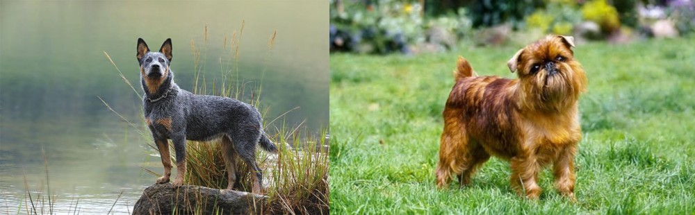 Brussels Griffon vs Blue Healer - Breed Comparison