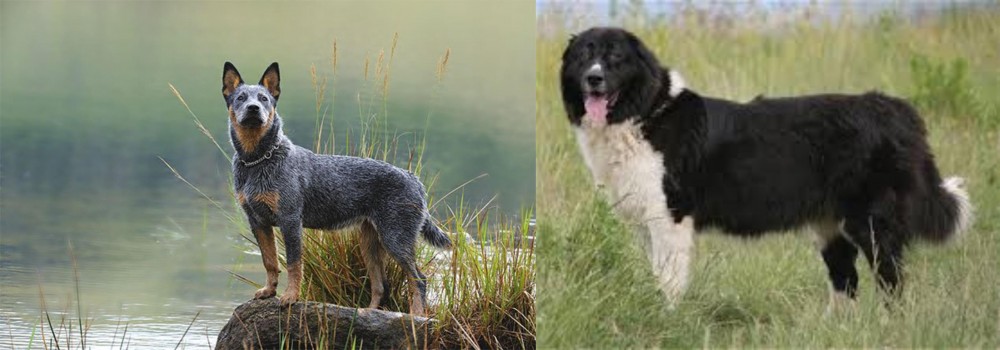 Bulgarian Shepherd vs Blue Healer - Breed Comparison