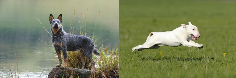 Bull Terrier vs Blue Healer - Breed Comparison