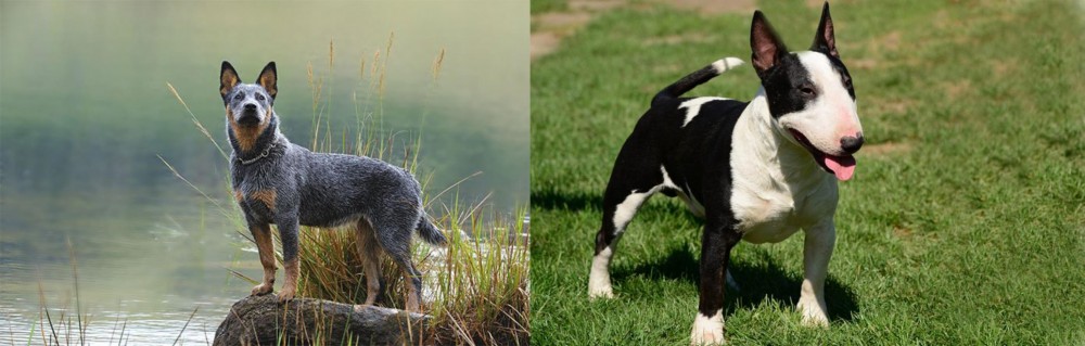 Bull Terrier Miniature vs Blue Healer - Breed Comparison
